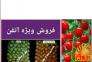 فروش سم اتفن >